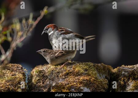 Accouplement des moineaux de maison (Passer domesticus), parc national de Northumberland, Royaume-Uni Banque D'Images