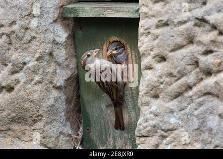 Maison parrow (Passer domesticus) femelle nourrissant poussin nestbox, parc national de Northumberland, Royaume-Uni Banque D'Images
