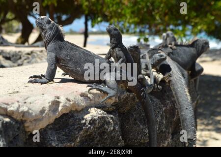 Iguanes marins se prélassant au soleil sur une île de Galapagos (Isabella) en Équateur, en Amérique du Sud Banque D'Images