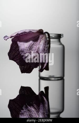 Fleur flétrie dans un pot en verre. Gros plan avec une excellente réflexion sur fond gris. Banque D'Images