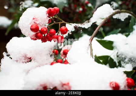 Fonte de neige sur les baies de Nandina domestica communément connu sous le nom de nandina, bambou céleste ou bambou sacré. Jardin de banlieue, ouest de Londres Banque D'Images