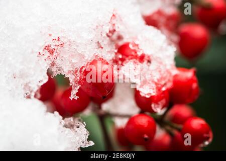 Fonte de neige sur les baies de Nandina domestica communément connu sous le nom de nandina, bambou céleste ou bambou sacré. Jardin de banlieue, ouest de Londres Banque D'Images