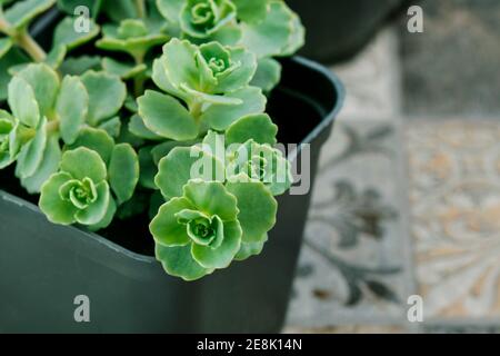 Plantes succulentes Evergreen en pots. Passe-temps dans le jardin Banque D'Images