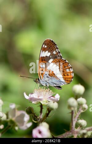 White Admiral Butterfly, Limenitis camilla, fraterning sur la fleur de Bramble à Bernwood Forest, Oakley Wood, Buckinghamshire, 25 juin 2018. Banque D'Images