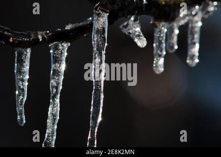 Brunswick, Allemagne. 31 janvier 2021. Le fort soleil de midi fait des glaçons suspendus à des branches d'un noyer couvert d'une couche d'œuf phosphorescent contre la lumière. Credit: Stefan Jaitner/dpa/Alay Live News Banque D'Images