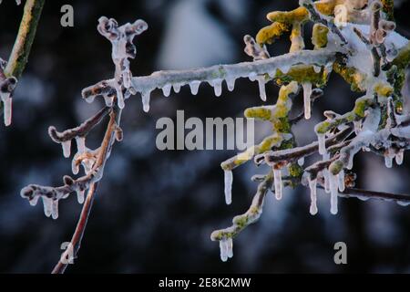 Brunswick, Allemagne. 31 janvier 2021. Le soleil du matin fait des glaçons suspendus à des branches d'un noyer couvert d'une couche d'œuf phosphorescent contre la lumière. Credit: Stefan Jaitner/dpa/Alay Live News Banque D'Images