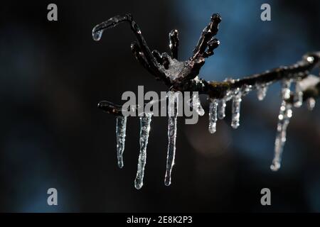 Brunswick, Allemagne. 31 janvier 2021. Le fort soleil de midi fait des glaçons suspendus à des branches d'un noyer couvert d'une couche d'œuf phosphorescent contre la lumière. Credit: Stefan Jaitner/dpa/Alay Live News Banque D'Images
