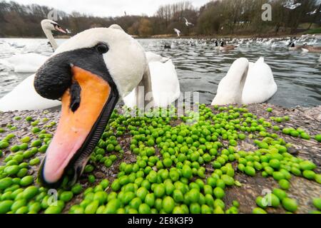 Muet cygne (cygnus olor) manger des petits pois au bord d'un lac dans un parc de campagne anglais. Le bec orange vif est un signe de maturité. Angleterre, Royaume-Uni Banque D'Images