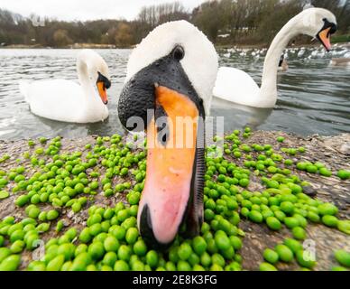 Muet cygne (cygnus olor) manger des petits pois au bord d'un lac dans un parc de campagne anglais. Le bec orange vif est un signe de maturité. Angleterre, Royaume-Uni Banque D'Images