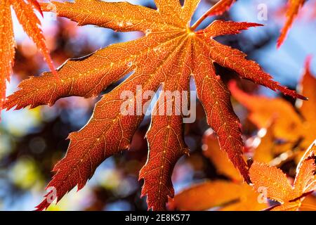 Détail macro coloré des feuilles de gomme rouge d'automne, Great Torrington, Devon, Angleterre. Banque D'Images