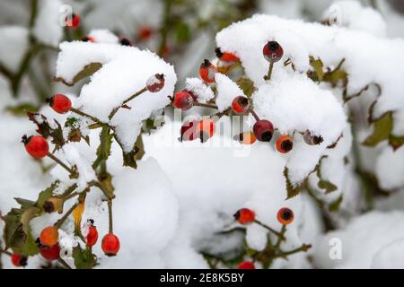 Baies de Hawthorn couvertes de neige Banque D'Images