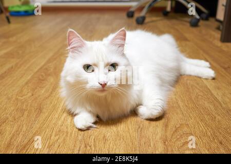 adorable chat de whisky blanc domestique se trouve sur le sol et regarde dans l'appareil photo. vie des animaux domestiques Banque D'Images