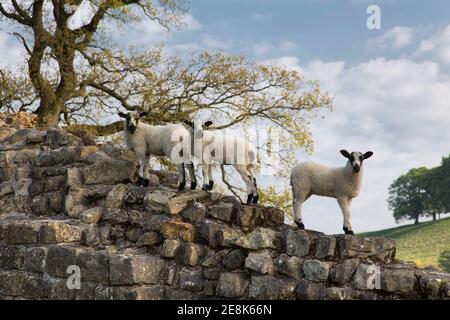 Agneaux sur le mur d'Hadrien à Willowford, près de Gilsland, à la frontière entre Cumbria et Northumberland Banque D'Images