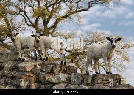 Agneaux sur le mur d'Hadrien à Willowford, près de Gilsland, à la frontière entre Cumbria et Northumberland Banque D'Images