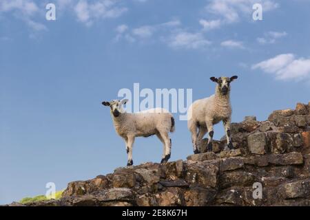 Agneaux sur le mur d'Hadrien à Willowford, près de Gilsland, à la frontière entre Cumbria et Northumberland Banque D'Images