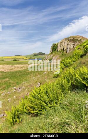 Fougères qui poussent à la base de Peel Crags, près de Sycamore Gap et Highshield Crags, Hadrienn's Wall, Northumberland, Royaume-Uni Banque D'Images