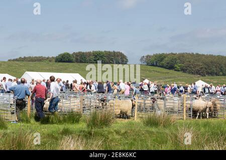 Le Roman Wall Show est un spectacle agricole qui se tient chaque année, généralement le 2ème samedi de juin, à côté du parking Steel Rigg (mur d'Hadrien) Banque D'Images