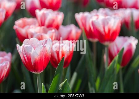 Tulipes colorées le jour de printemps venteux. Banque D'Images