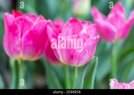 Tulipes colorées le jour de printemps venteux. Banque D'Images