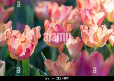 Tulipes colorées le jour de printemps venteux. Banque D'Images