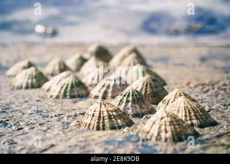 Groupe d'escargots de limpet collés sur des rochers avec flou arrière-plan Banque D'Images