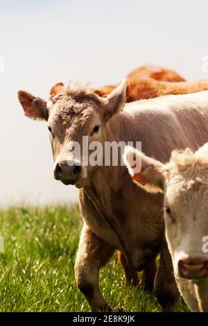 Trois vaches mignonnes qui s'exécutent sur une herbe verte avec un fond blanc Banque D'Images