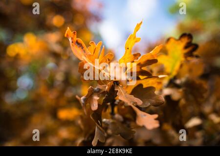 L'automne se laisse sur un chêne tombé dans long Wood, Ealing, une réserve naturelle locale à côté de la M4 vers Londres. Banque D'Images