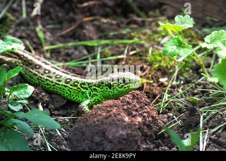 Gros plan du lézard de sable Lacerta agilis se cachant dans le jardin entre l'herbe et le sol Banque D'Images