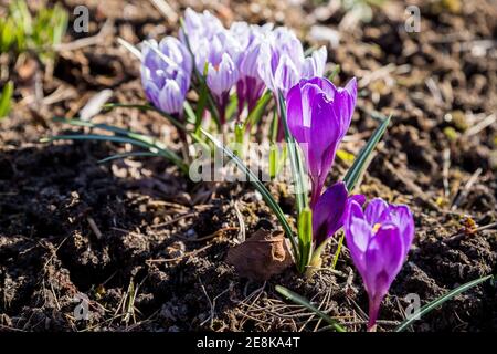 Vue magique fleurs de printemps crocus croissant dans la faune. Crocus pourpre croissant de la terre à l'extérieur.signes de printemps, crocus pourpre et blanc Banque D'Images