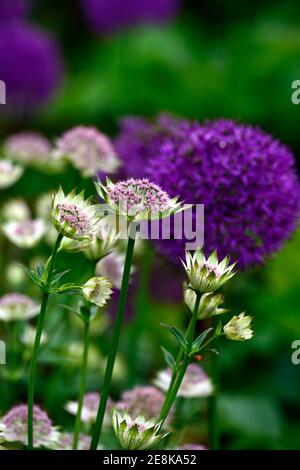 Astrantia Bo Ann,allium pourpre sensation,astrantia et allium,astrantias et alliums,stérile,fleurs blanches et violettes,fleur,floraison, vivace,lit, Banque D'Images