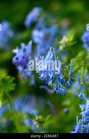 Corydalis curviflora var rosthornii Héron, feuillage gris-bleu,fern-comme des feuilles,fleurs bleu profond,fleurs,fleurs,Fleurs RM Banque D'Images