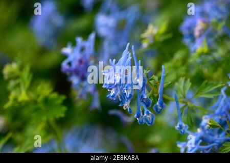 Corydalis curviflora var rosthornii Héron, feuillage gris-bleu,fern-comme des feuilles,fleurs bleu profond,fleurs,fleurs,Fleurs RM Banque D'Images