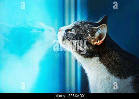 Un Chat Tigre Ressemble A Son Reflet Dans La Fenetre Photo Stock Alamy