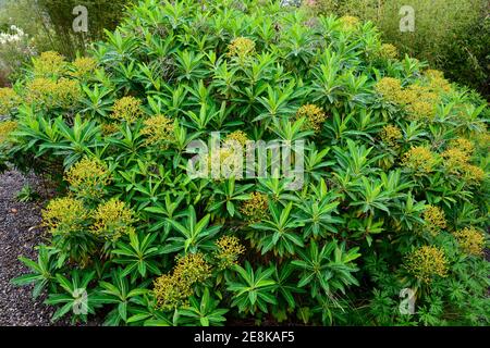 Euphorbia stygiana,Azores, arbuste à feuilles persistantes,sphervert,sphervert,sphervert,Euphorbias,feuilles vert pâle,feuillage,floraison,jardin,RM Floral Banque D'Images