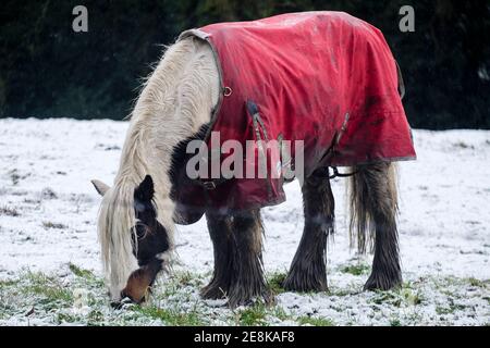 Cheval portant une couverture de participation d'hiver sur un terrain enneigé Banque D'Images