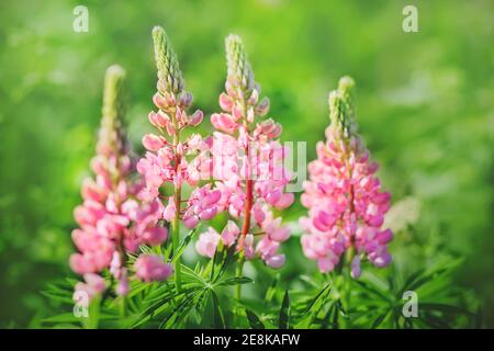 De belles fleurs de lupin rose parfumées et délicates ont fleuri parmi l'herbe verte de la prairie lors d'une belle journée d'été. Nature. Banque D'Images