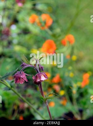 geum Bell Bank,geum,orange rouge fleurs de corail,floraison,fleur vivace,RM Floral Banque D'Images