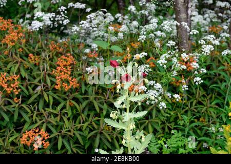 Meconopsis stationonii,Anthriscus sylvestris,persil de vache,euphorbia griffithii dixter,orange blanc fleurs rouges,floraison,monocarpique,pavot,coquelicots,jardin Banque D'Images