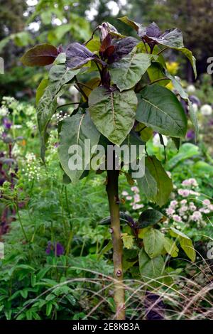 pollard,arbres,copiqués,coppice,feuilles,feuillage,pollon,arbustes,convient pour pollarder,Populus deltoides Purple Tower,arbre,arbuste,rond vin-rouge youn Banque D'Images