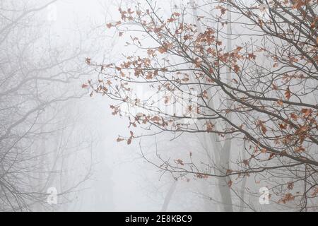 Arbres sur une allée enveloppée de brouillard. Paysage d'automne Banque D'Images