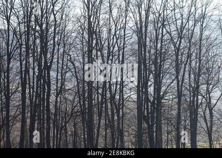 Arbres sur une allée enveloppée de brouillard. Paysage d'automne Banque D'Images