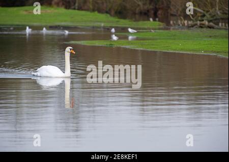 Dorney, Buckinghamshire, Royaume-Uni. 31 janvier 2021. Un cygne flotte avec élégance sur l'eau de crue. Dorney Common a été inondé ce matin après des jours de fortes pluies. Une partie de l'eau s'était transformée en glace après des températures très froides la nuit dernière. Les niveaux d'eau dans Roundoor Ditch qui coule le long de Dorney Common sont plus élevés que d'habitude et le niveau de la nappe d'eau dans la région continue d'être plus élevé que la normale. Une alerte d'inondation est en place pour la Tamise voisine à Eton. Crédit : Maureen McLean/Alay Live News Banque D'Images