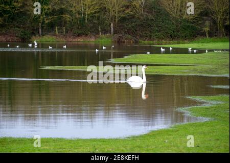 Dorney, Buckinghamshire, Royaume-Uni. 31 janvier 2021. Un cygne flotte avec élégance sur l'eau de crue. Dorney Common a été inondé ce matin après des jours de fortes pluies. Une partie de l'eau s'était transformée en glace après des températures très froides la nuit dernière. Les niveaux d'eau dans Roundoor Ditch qui coule le long de Dorney Common sont plus élevés que d'habitude et le niveau de la nappe d'eau dans la région continue d'être plus élevé que la normale. Une alerte d'inondation est en place pour la Tamise voisine à Eton. Crédit : Maureen McLean/Alay Live News Banque D'Images