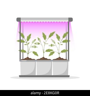 Semis de printemps dans des pots sous lampe phyto. Culture de plantes de jardinage avec lumière pourpre. Produits végétariens et écologiques. Illustration vectorielle à plat Illustration de Vecteur