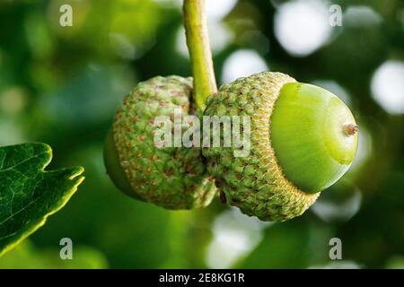 Acorns (Quercus) fruit du chêne au début de l'automne/ automne Banque D'Images