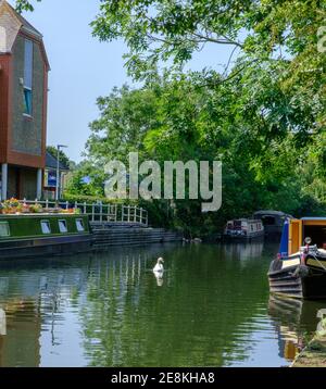 Le Grand Union Canal à Rickmansworth. Le cygne dans l'eau près du supermarché Tesco et des bateaux sur les canaux amarrés le long des côtés. Banque D'Images