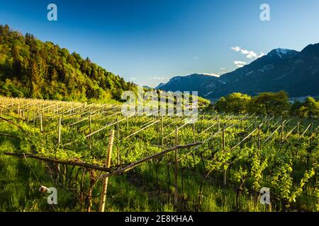 Cimetière de printemps dans la SLA, région du Trentin-Haut-Adige, italie Banque D'Images