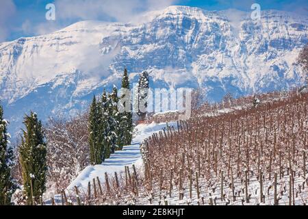 Des rangées de vignes et des cyprès sur une colline après avoir neigé Trentin-Haut-Adige contre le mont Paganella Banque D'Images