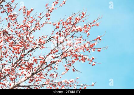 Fruits épieux à la gomme sucrée sur les branches recouvertes de neige sur le ciel bleu. Aussi appelé Liquidambar styraciflua, American storax, noisette pin, bilsted, gomme rouge Banque D'Images