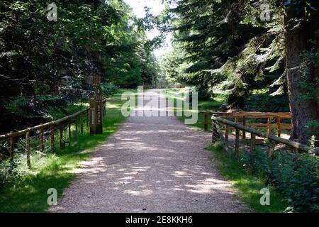 Sentier traversant la Nouvelle forêt jusqu'à l'arboretum de Blackwater Banque D'Images